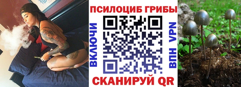 как найти Магас Галлюциногенные грибы Psilocybine cubensis